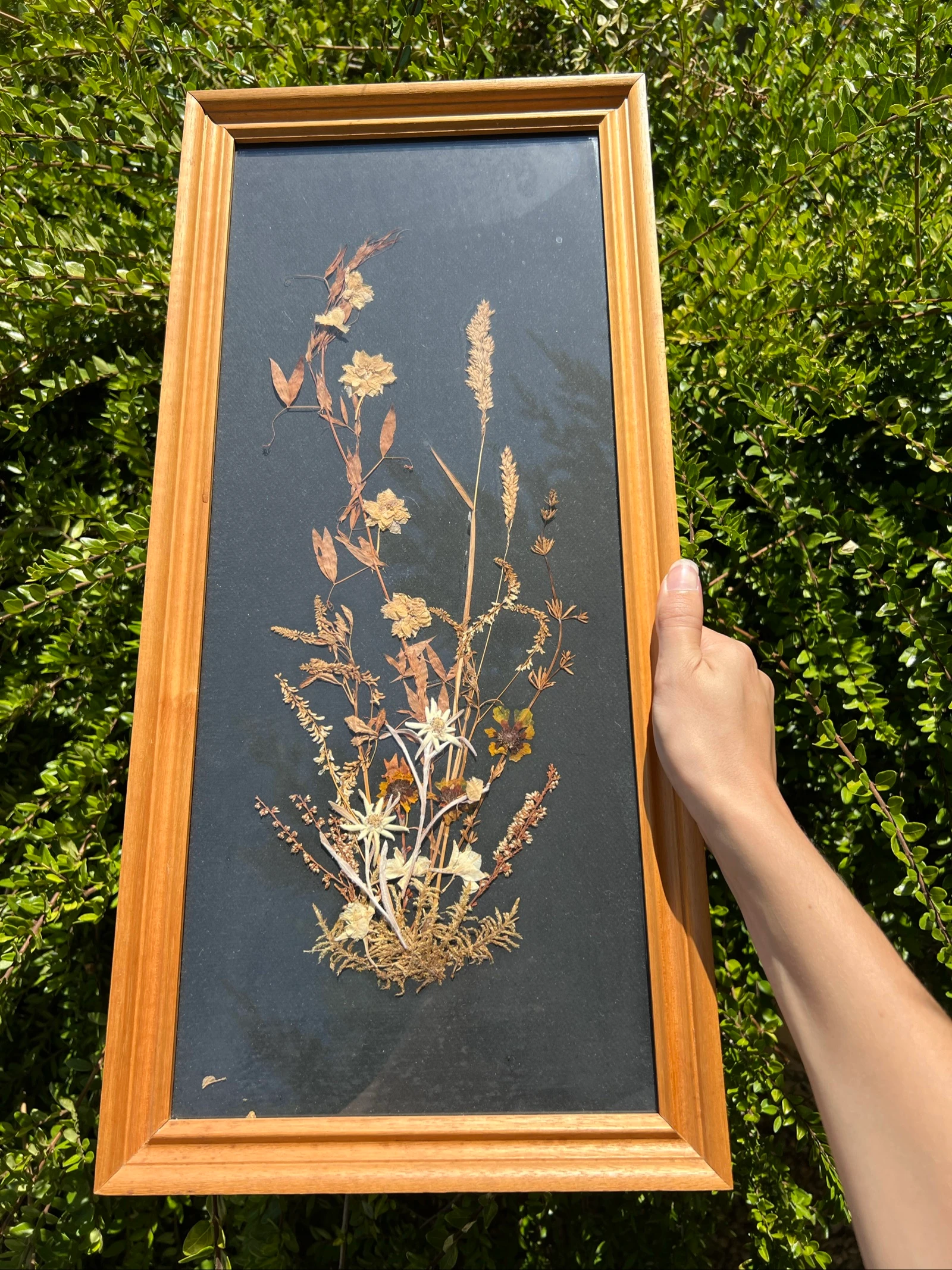 💮 Cadre herbier fleurs séchées Edelweiss vintage bois déco murale naturelle 56x26 cm